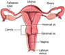 Cervix-Fundus-Uterus-آندومتر-تخمدان-رحم-رحم زن-سرویکس-سیکل قاعدگی-لنفاوی-مهبل-واژن