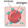 antibody-antigen-آنتی بادی-آنتی ژن-اپی توپ-ایمونوگلوبین-ایمونوهماتولوژی-پاتوژن-پلاسما-تحریک سیستم ایمنی-ژن-کمپلکس-کمپلمان-مکمل