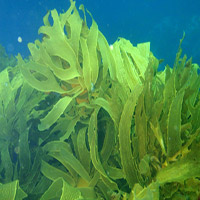جلبک دریایی-جلبکهای دریایی-کود-کود زیستی-مکمل غذایی